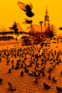 Pigeon collection, pigeon, flight Pigeon collection, pigeon, flight